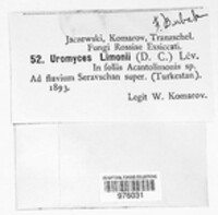 Uromyces limonii image